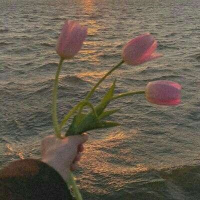 加拿大pc软件平台下载手机版